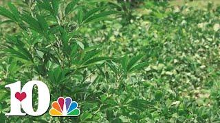 Groups working to make hemp a less risky crop for East Tennessee farmers