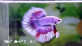 2015/8/2 紫羅蘭大理石蝶翼  【麗芙】展示鬥魚工作室