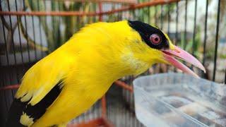 REKOMENDASI PAKAN BURUNG KEPODANG SUPAYA GACOR PAGI SIANG SORE