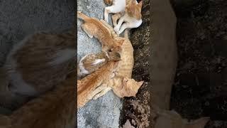 Cat mom feeding her kitten with foster kitten #catmoments #truelove #momlife