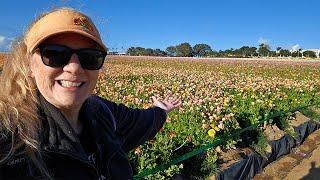 The Most Beautiful Flower Fields in California! Carlsbad in Bloom