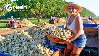 How to MILLIONS tonts of Cashew Harvested & Processed | Agriculture Technology