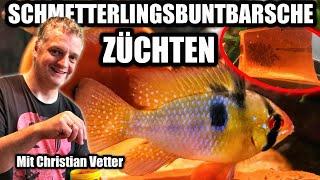 Schmetterlingsbuntbarsch - Zucht |  Hobby Züchter verrät Geheimnisse