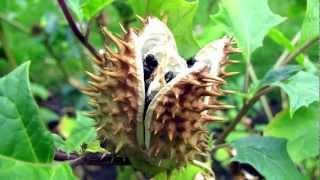 An insane Datura Stramonium Tripreport - Read aloud