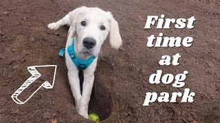 Puppy's reaction to a Dog Park!  4 month old Golden retriever plays in a park 