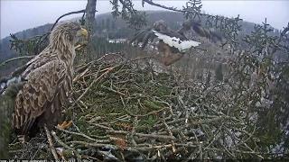 2017/02/02 11h48m struggle about the Deer leg Male took it and flew out