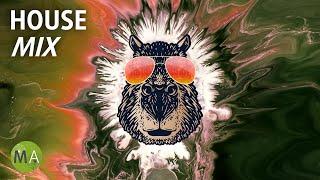 Upbeat Study Music Deep Focus House Mix (Capybara) - Isochronic Tones