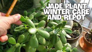 JADE PLANT INDOOR WINTER CARE | Repot And Propagation! #jadeplant #succulents #houseplants