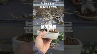 #소사분재#소사나무#소사나무소사#분재분양#분재취미