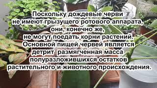 Дождевые черви в горшке: ВРЕД или ПОЛЬЗА. Что делать если заметили червя