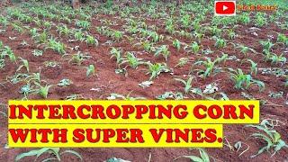 HOW TO INTER-CROP CORN WITH SUPER VINES TO ENSURE QUALITY FODDER SECURITY.