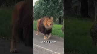黑鬃雄獅霸氣十足，帶來巨大的壓迫感 #nature #animals #wildlife #lion #shorts
