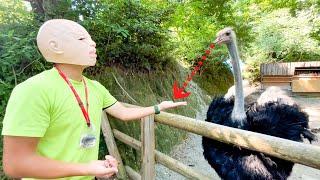 僕にだけ攻撃的なダチョウがいるので、顔を隠してエサをあげると・・・How do ostriches identify individual people?