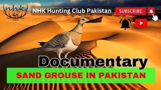 Sand Grouse in Pakistan | Sand Grouse at the Waterhole ️