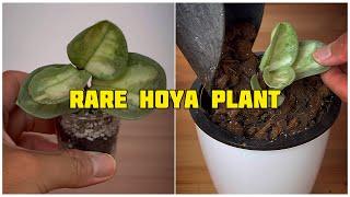 Rare Hoya Collection : Hoya Argentea Princess (Part 1)