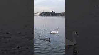 Свобода от чего? #стихи #природа #nature #воспоминание #любовь #душа #берег