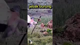 Jebak burung #shorts #feedshorts