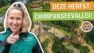 Vanaf september: Chimpanseevallei in DierenPark Amersfoort  |  Bouwvideo #1 | Chimpanseevallei