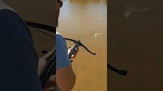 Super cheap pistol crossbow fishing #bowfishing #archery