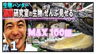 Biology hunter Hideaki Kato [Opened] MAX100 breeding laboratory open.Reptiles Crocodiles,Fish,Animal