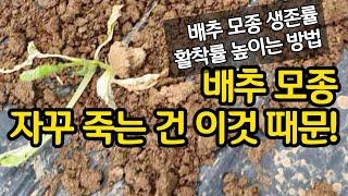 온 동네 배추 다 말라 죽는 이유 - 배추 모종 잘 살게 심는 법