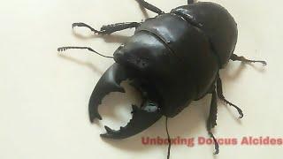 Unboxing beetles - Dorcus Alcides