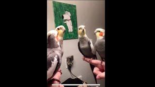 Birds Singing Earth Wind and Fire??