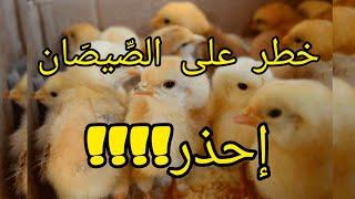 مشروع تربية الدجاج  _ لهذا السبب يضيع قطيع الصيصان