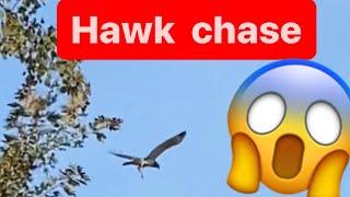 Chester gets chased by a hawk