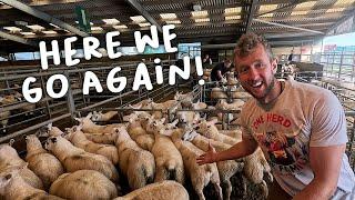 Lamb trade is down!