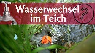 Wasserwechsel im Teich: Wie oft und wie viel?