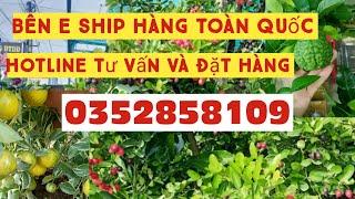 Báo giá tất cả các loại cây ăn trái bên nhà vườn thích nguyễn. Ship hàng toàn quốc