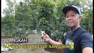 LUAR BIASA...!!! DENGAN 3 RUTINITAS ALPUKAT CEPAT BESAR DAN SUBUR
