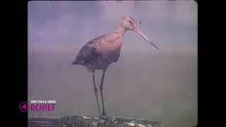 Weidevogels - (waarschijnlijk Waddenzee - Vogelland), 1970-1979