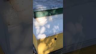 Собираем полномедные рамки в нижнем корпусе #пчелаглу #пчеловодство #beekeeping