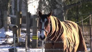 Finnish Horse & Pony's In Winter