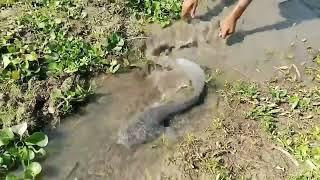 Best Hand Fishing Video. A Village Smart Boy Catching Fish by Hand in Bill Water. Fish Hunting 2024