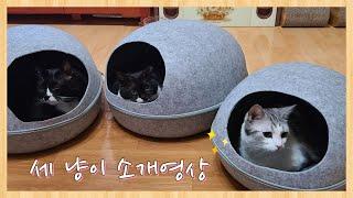 [냥줍집사] 세 냥이 소개영상~