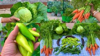 Harvesting Organic Vegetables From My Organic Vegetable Garden / Organic Terrace Gardening