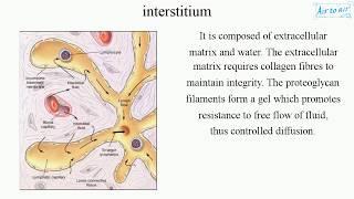 interstitium (English) - Medical terminology for medical students -