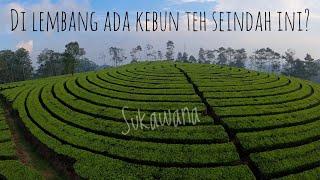 Kebun teh paling bagus di lembang // Sukawana Tea Plantation fpv drone