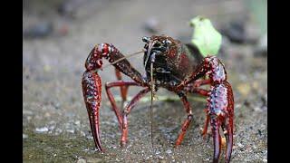 Crayfish, Crabs, Lemonade  Invasives to Assets