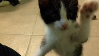 Playful kittens goof off