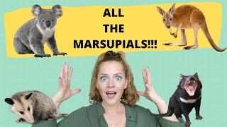 All About Marsupials | Kangaroos, Koalas, Opossums, and other animals with pouches