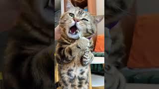 Hungry Greedy Cat ️ | Cats Eating Vegetables ️ | Wait for the last #shorts #cat #funny