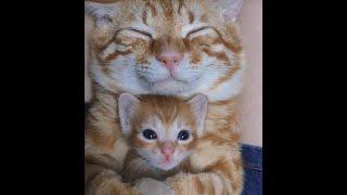  The most positive video about cats!  Compilation of funny videos of cats, kittens and dogs! 