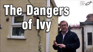 The Dangers of Ivy