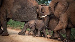 Luxury Safari at Madikwe Safari Lodge 