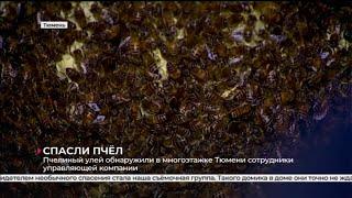 Пчелиный улей в многоэтажке | Тюмень
