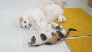 구조된 아기고양이가 다른 고양이들과 친해지는 방법!